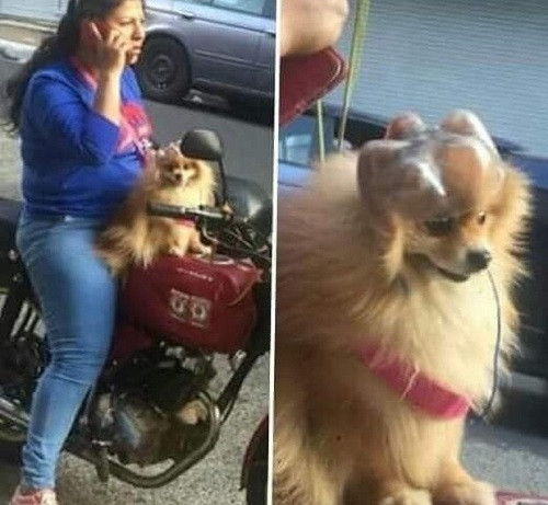 Mũ bảo hiểm tự chế cho cún cưng. Mũ bảo hiểm tự chế cho cún cưng.