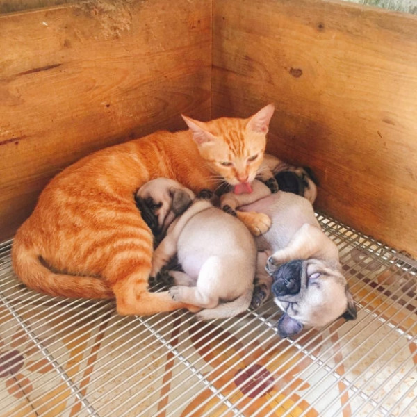 Quá đau lòng vì mất con, mèo mẹ lén sang chăm sóc 3 chú chó con để nguôi ngoai nỗi buồn ảnh 2 Quá đau lòng vì mất con, mèo mẹ lén sang chăm sóc 3 chú chó con để nguôi ngoai nỗi buồn 1