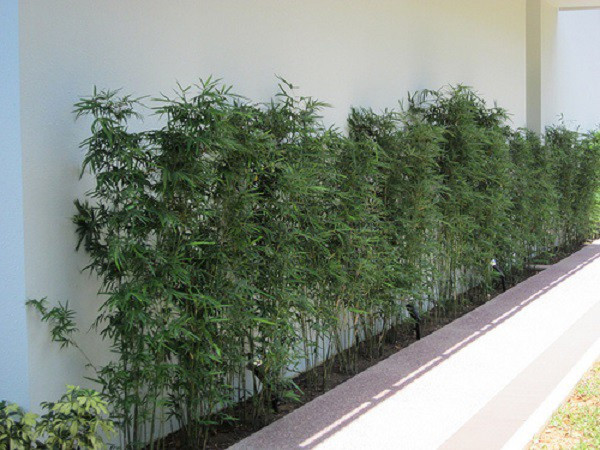 7 loại cây cảnh nếu trồng trước cửa nhà gia chủ có thể yên tâm hưởng phúc - Ảnh 6.