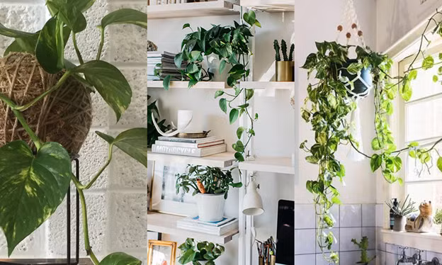 Tất cả bộ phận của trầu bà như rễ, lá đều có thể khiến thú cưng gặp nguy hiểm (hình minh họa).