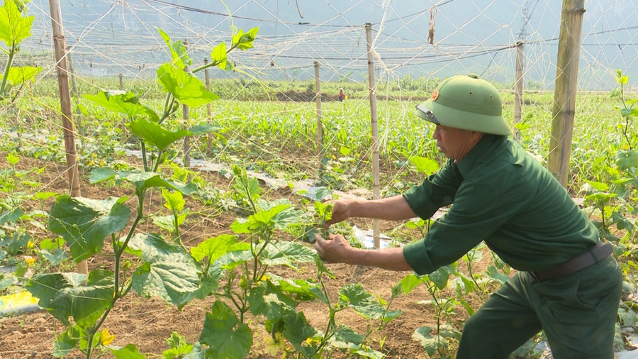 Ông Sự chăm sóc vườn bí. Ông Sự chăm sóc vườn bí.