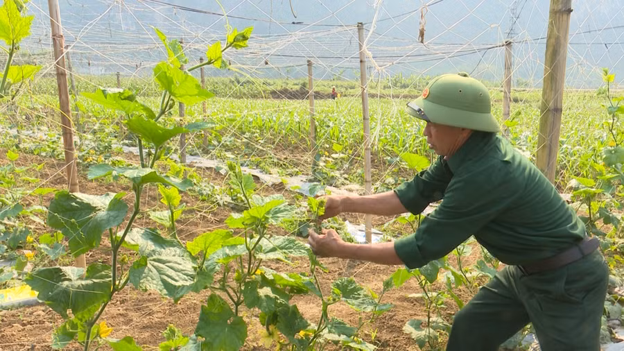 Ông Sự chăm sóc vườn bí.