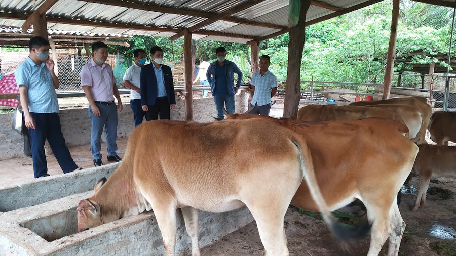 Cán bộ Ngân hàng Chính sách xã hội huyện Mường Nhé thăm mô hình trang trại của người dân.