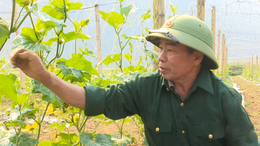 Ông Đỗ Quang Sự đang chăm sóc vườn bí.