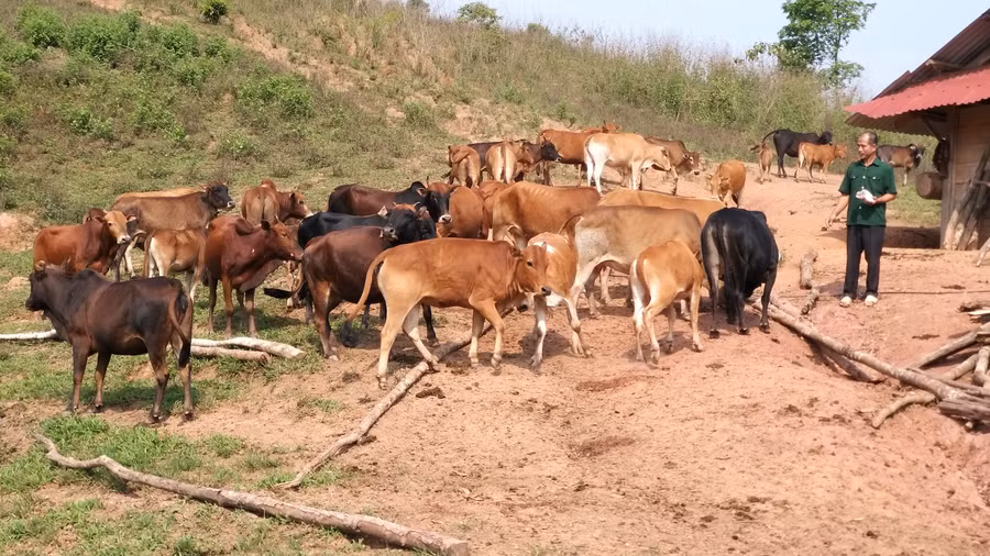 Nhờ thường xuyên tích lũy kiến thức và kinh nghiệm chăn nuôi nên đàn bò nhà ông Khai luôn phát triển tốt.