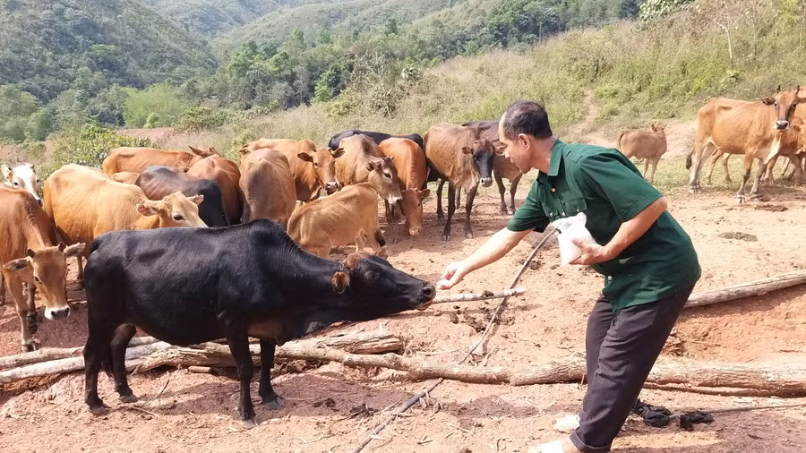 Ông Sừng Sừng Khai chăm sóc đàn bò hơn 100 con của gia đình.