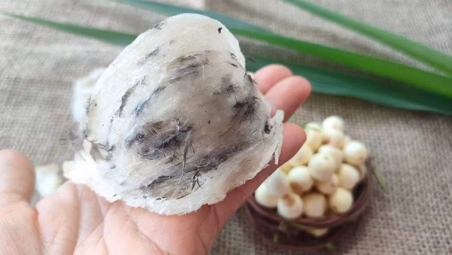 Tổ yến thô to, chắc tổ, sợi nổi gân trên bề mặt.