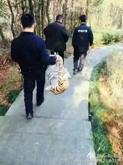 TQ: Nghe tin có hổ dữ, cảnh sát ập đến và cái kết choáng hình ảnh 4 tq: nghe tin co ho du, canh sat ap den va cai ket choang hinh anh 4