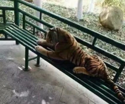 Nghe tin có hổ dữ, cảnh sát ập đến và cái kết choáng