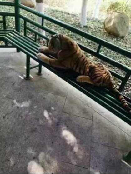 TQ: Nghe tin có hổ dữ, cảnh sát ập đến và cái kết choáng hình ảnh 2 tq: nghe tin co ho du, canh sat ap den va cai ket choang hinh anh 2