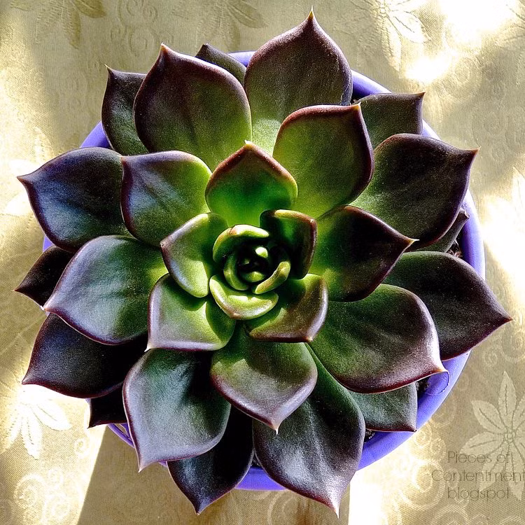 Mệnh Kim nên trồng 6 loại cây này để phát đường tài lộc ảnh 1