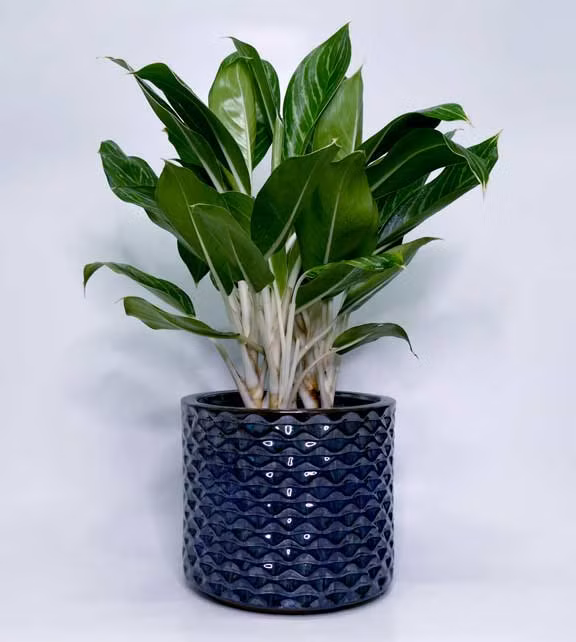 Mệnh Kim nên trồng 6 loại cây này để phát đường tài lộc ảnh 5