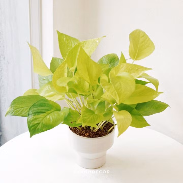 Mệnh Kim nên trồng 6 loại cây này để phát đường tài lộc ảnh 6