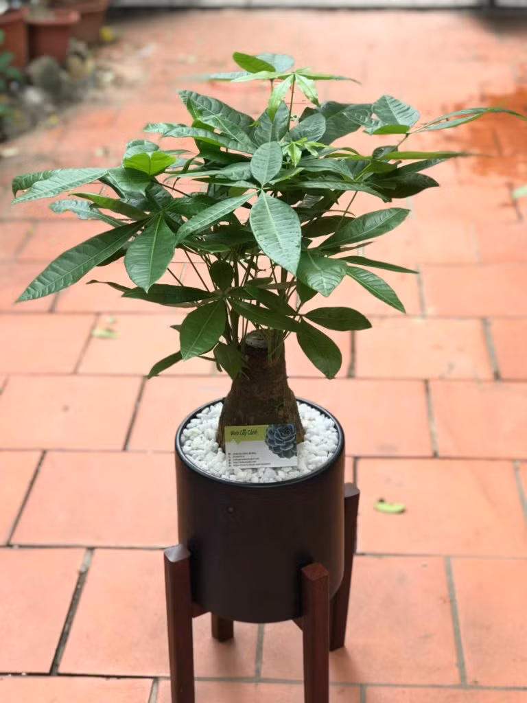 Mệnh Kim nên trồng 6 loại cây này để phát đường tài lộc ảnh 3