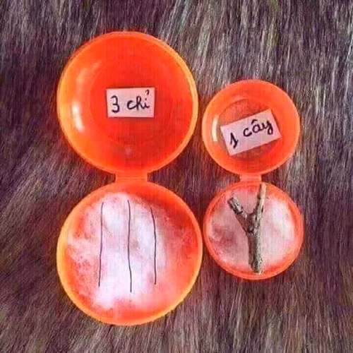 Đúng là 3 chỉ, 1 cây