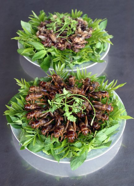 Dế mèn chiên ăn kèm rau thơm, rau húng- món ăn khoái khẩu đang lên ngôi của dân nhậu sành điệu ở Việt Nam