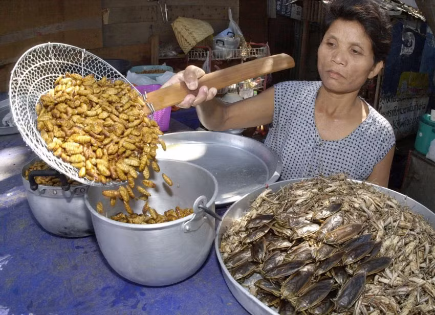 Các món ăn từ côn trùng tại một nhà hàng ở Bangkok ( Thái Lan), gồm rất nhiều loại: nhộng ong, cà cuống, châu chấu…