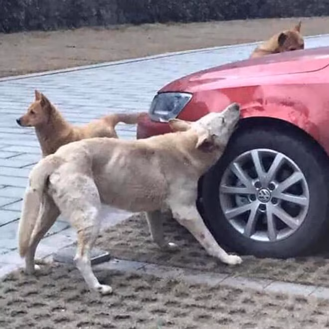 Đá con chó hoang để giữ chỗ đỗ xe, người đàn ông bị trả thù theo cách không ngờ - Ảnh 1.