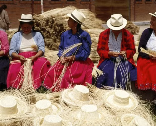 Điều ngạc nhiên hơn nữa, chiếc mũ Panama nổi tiếng toàn cầu được tạo ra từ những chiếc lá của loài cây này. 