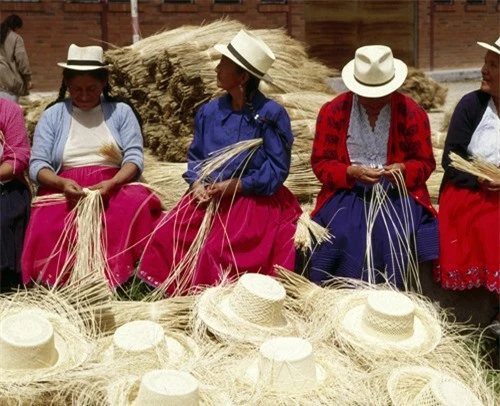 Điều ngạc nhiên hơn nữa, chiếc mũ Panama nổi tiếng toàn cầu được tạo ra từ những chiếc lá của loài cây này. 