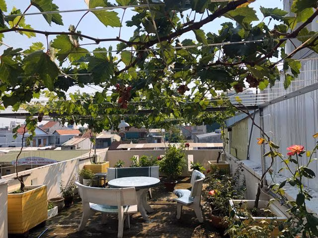 hoa mat gian nho luc liu trai tren san thuong tang 3 o tp quang ngai - 3