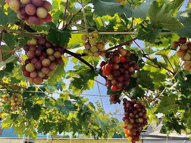 Giàn nho trĩu quả trên sân thượng.