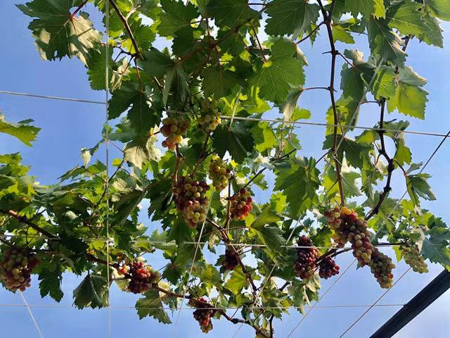 hoa mat gian nho luc liu trai tren san thuong tang 3 o tp quang ngai - 9