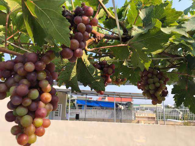 hoa mat gian nho luc liu trai tren san thuong tang 3 o tp quang ngai - 4