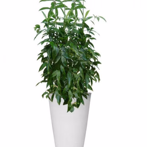 Mệnh Mộc hợp cây gì rước lộc vào nhà?-3