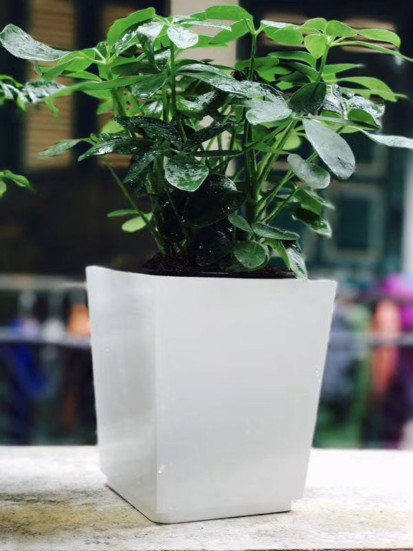 Mệnh Mộc hợp cây gì rước lộc vào nhà?-4