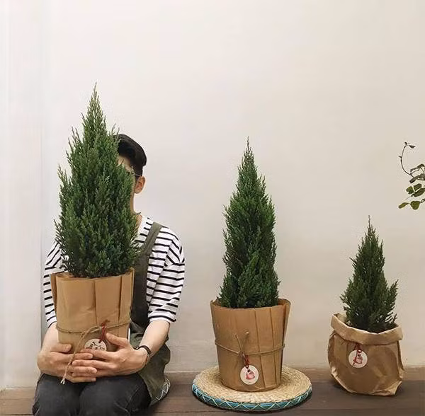 Mệnh Mộc hợp cây gì rước lộc vào nhà?-5