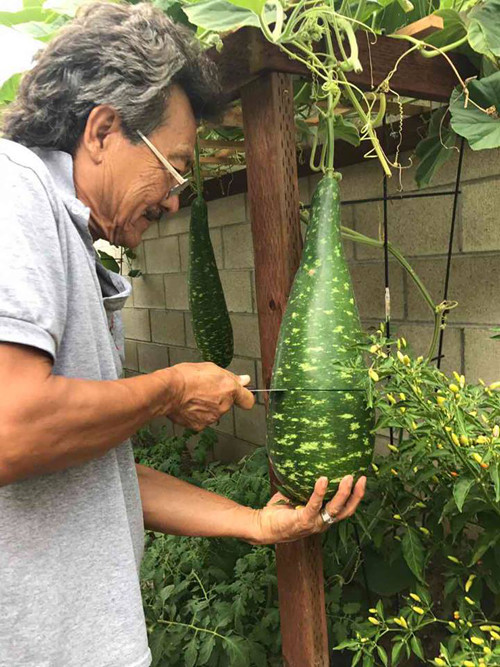 vuon-rau-thuan-viet-trong-khuon-vien-nha-ca-si-huong-lan-o-my-1