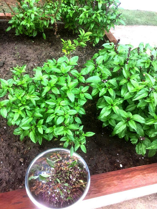 vuon-rau-thuan-viet-trong-khuon-vien-nha-ca-si-huong-lan-o-my-7