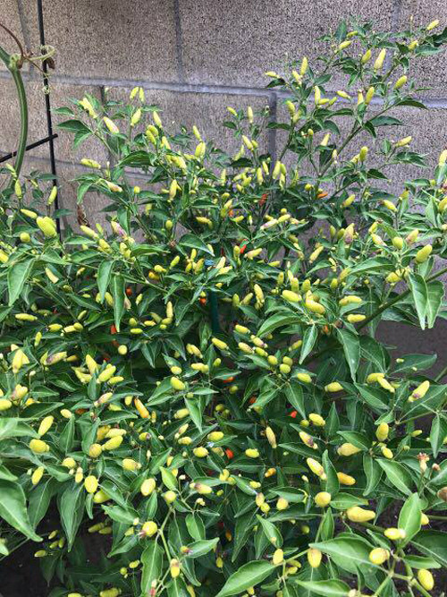 vuon-rau-thuan-viet-trong-khuon-vien-nha-ca-si-huong-lan-o-my-3