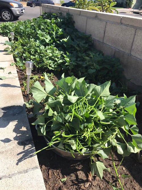 vuon-rau-thuan-viet-trong-khuon-vien-nha-ca-si-huong-lan-o-my-4