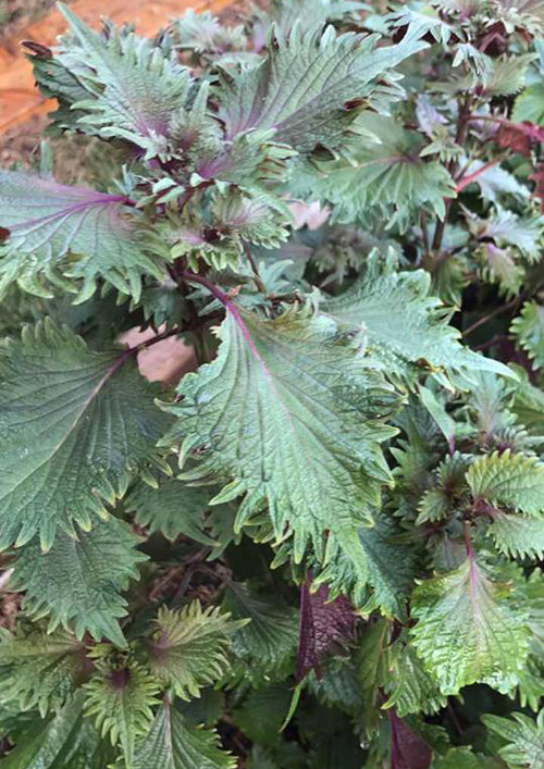 vuon-rau-thuan-viet-trong-khuon-vien-nha-ca-si-huong-lan-o-my-2