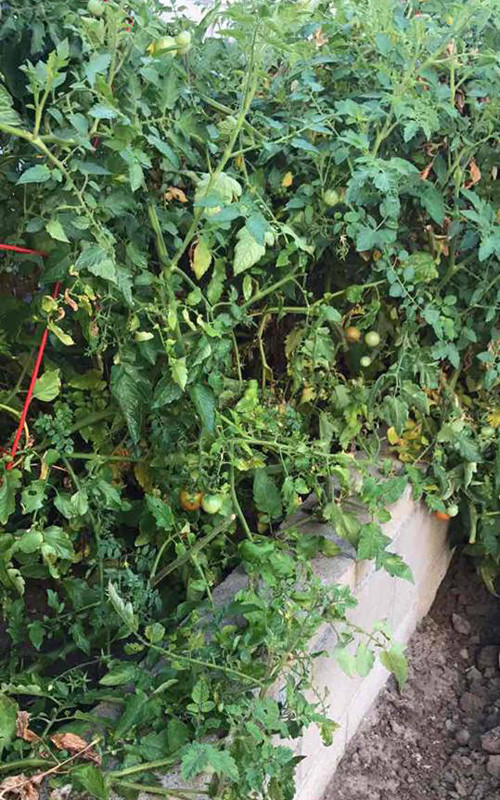 vuon-rau-thuan-viet-trong-khuon-vien-nha-ca-si-huong-lan-o-my-5