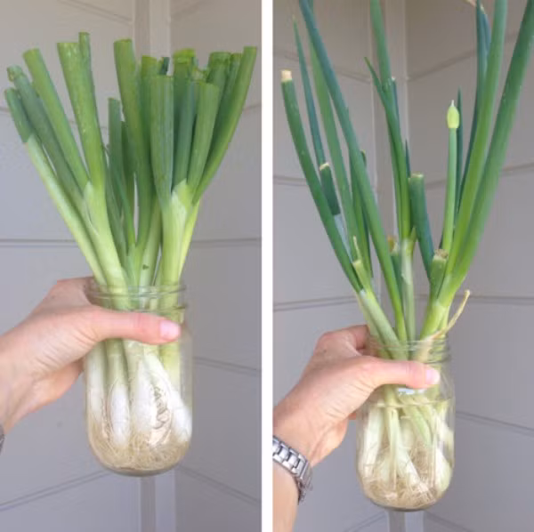 cách trồng hành trong cốc nước 3