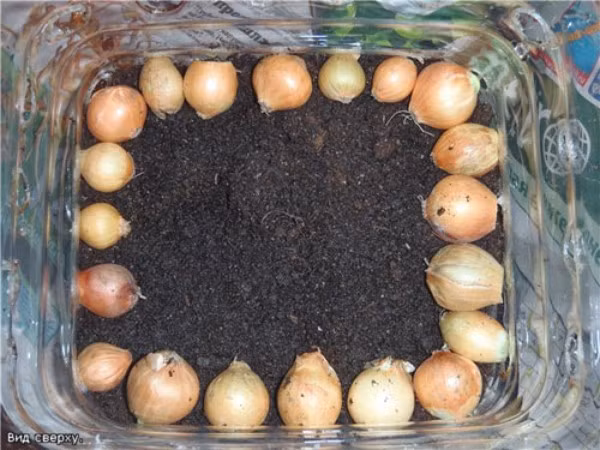 cách trồng hành trong chai nhựa 4