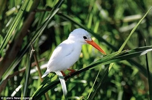 Những động vật bạch tạng “hiếm có khó tìm” trên thế giới ảnh 11