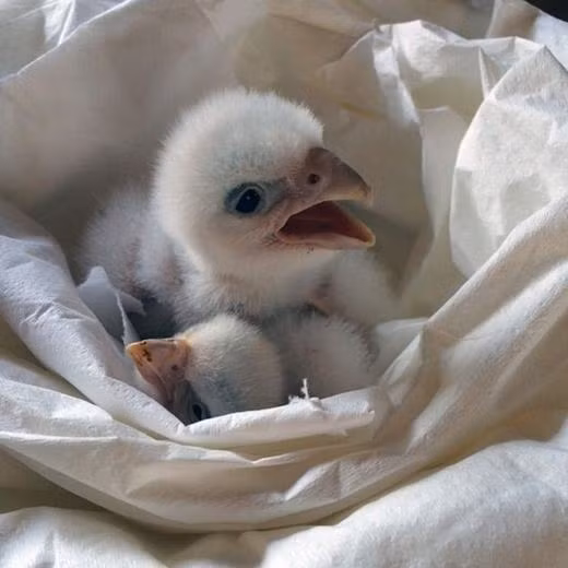 Những động vật bạch tạng “hiếm có khó tìm” trên thế giới ảnh 1