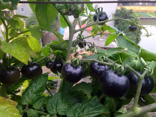 Quả cà từ bàn tay mẹ