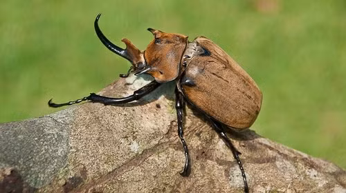 Những loài côn trùng "khổng lồ" trên thế giới ảnh 5