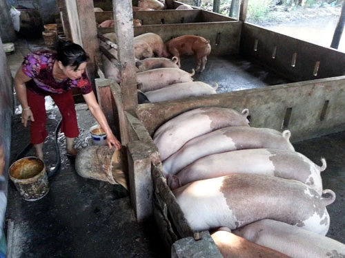 Nghịch lý ngành chăn nuôi