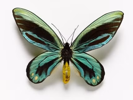 Những loài côn trùng "khổng lồ" trên thế giới ảnh 3