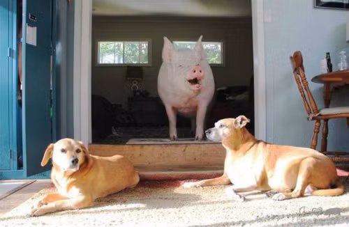 Nụ cười sáng bừng cả góc trời.