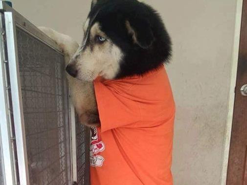 Nữ sinh gây sốc khi nuôi pet cực dị 