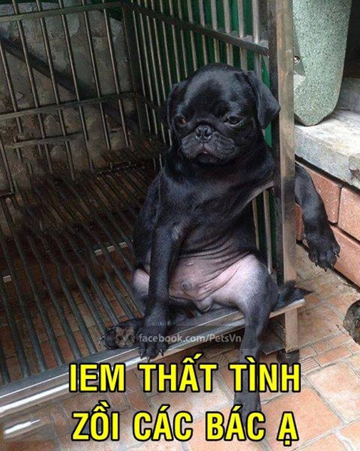Nữ sinh gây sốc khi nuôi pet cực dị ảnh 15 anh-hot-blogtamsu (16)