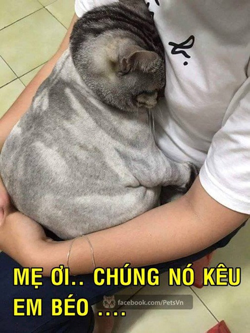 Nữ sinh gây sốc khi nuôi pet cực dị ảnh 14 anh-hot-blogtamsu (15)