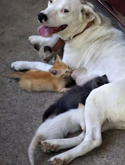 Nữ sinh gây sốc khi nuôi pet cực dị ảnh 9 anh-hot-blogtamsu (9)